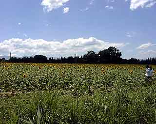 153���̃t�@�C���ŕ\������H