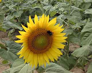 ���Ŏ����83���̃t�@�C���ŕ\������H�H