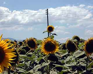 ���Ŏ����64���̃t�@�C���ŕ\������H�H�H