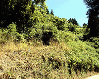 ������Ƒ傫��������