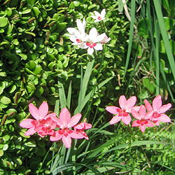 可憐な花