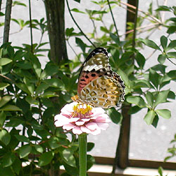 百日草にべにしじみ