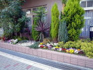 花壇施工例 コニファーと季節の花