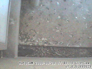 ���p�f��