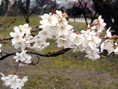 桜