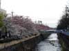 四条天神川の桜