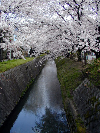 哲学の道・今出川白川あたり
