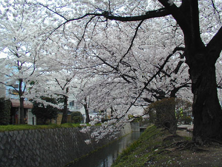 哲学の道・今出川白川あたり