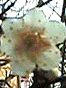 �ʐ^