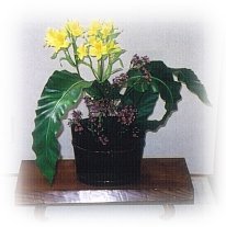 hana135