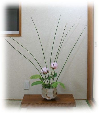hana196
