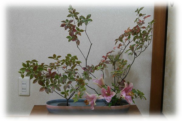 hana219
