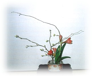 hana23