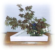 hana72