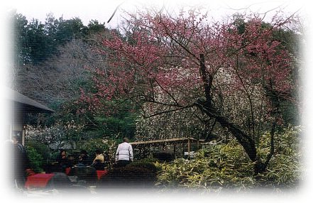 030222ume.jpg