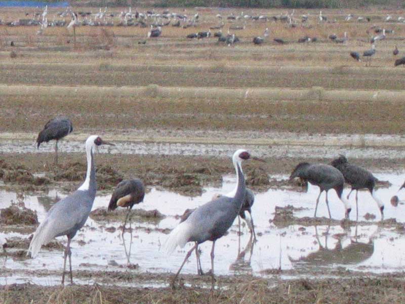 Cranes