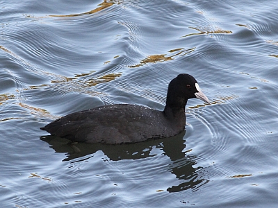 Coot