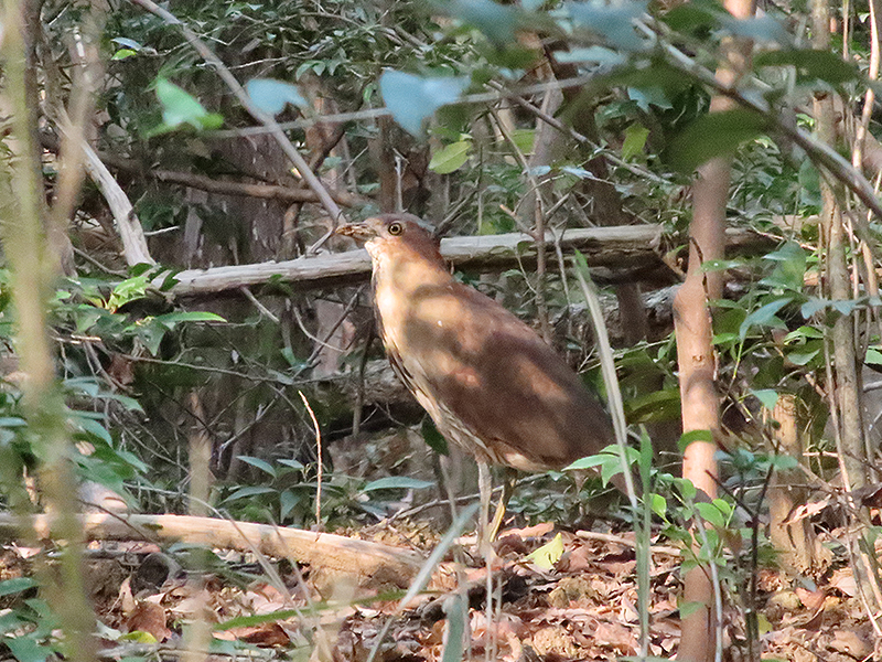 Anthracoceros malayanus