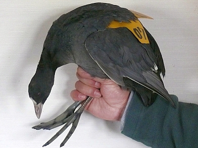 Coot with wing-tag