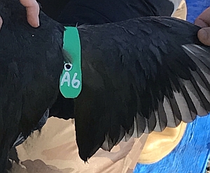ECO^O𑕒IIoA6