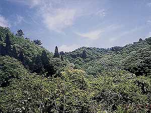forest