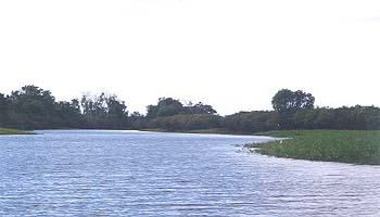 Yellow Water