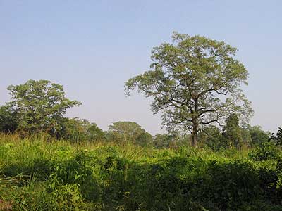 Jungle Walk