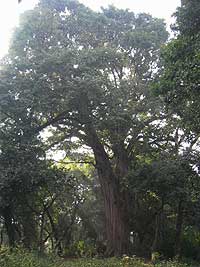 Large tree
