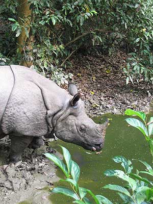 Rhino