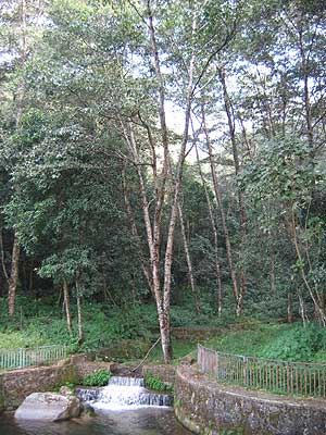 Dam and Alnus forest