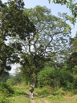 Silk Cotton Tree