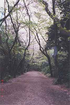 sakura-no-baba