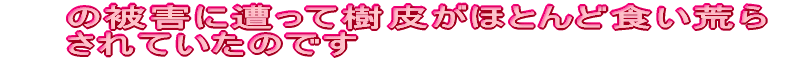 ̔QɑĎ炪قƂǐHr炳Ă̂ł 