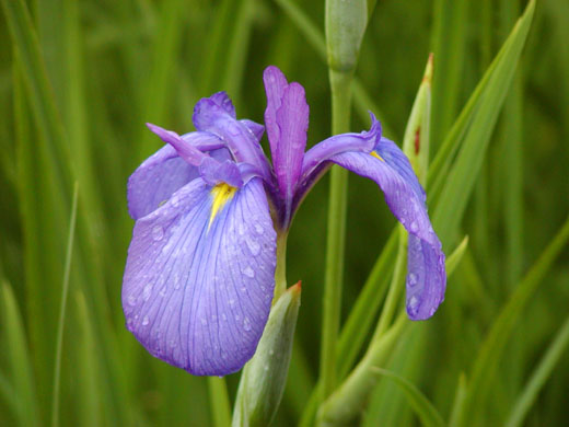 Japanese iris