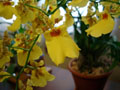 Oncidium