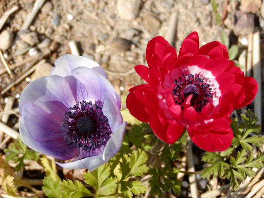 Anemone1