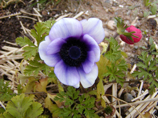 Anemone2