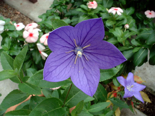 Balloon flower