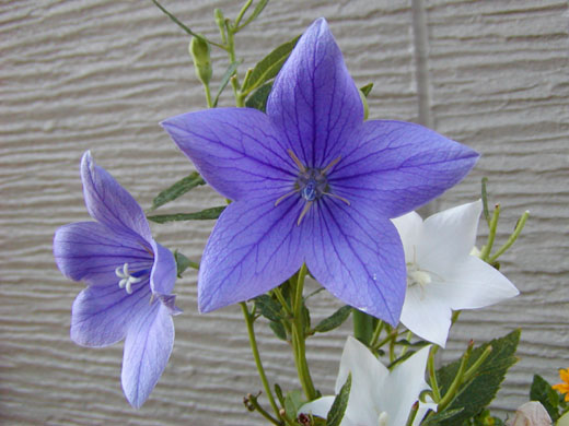 Balloon flower