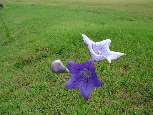 Balloon flower