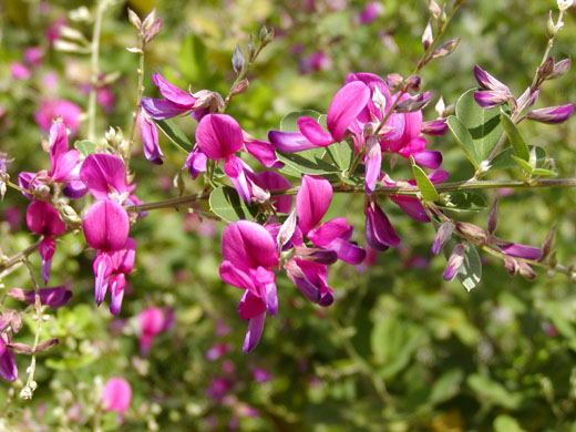 Bush clover