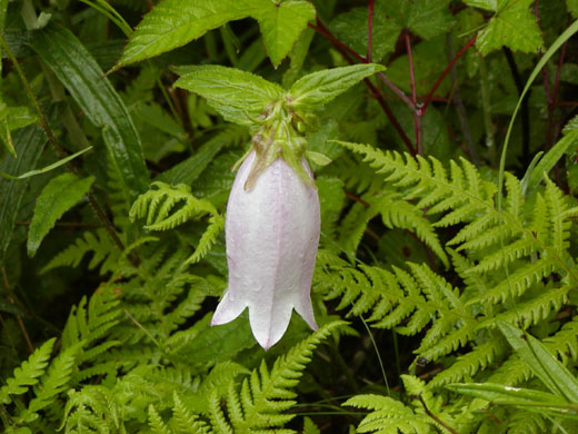 Canterbury bells