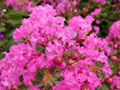 Crape myrtle