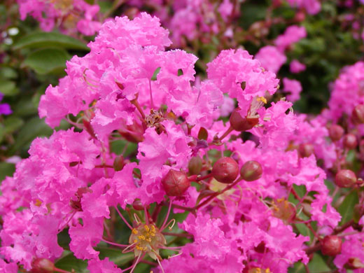 Crape myrtle