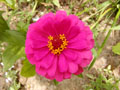 Common zinnia