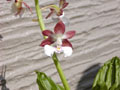 Calanthe