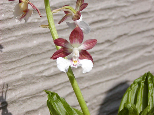 Calanthe