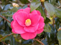 Camellia