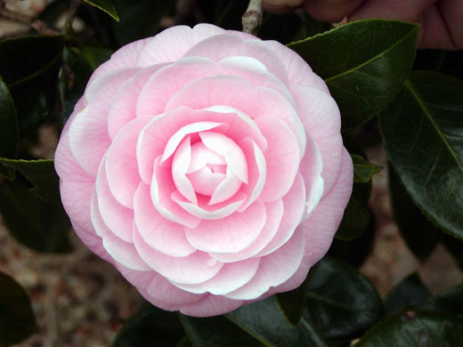 Camellia