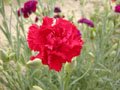 Carnation